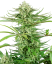 Sensi Seeds Seminte de canabis Cashew Kush feminizate, 3-10 buc