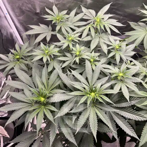 Blimburn Seeds Cannabis Seeds Cafe Racer Feminiseret