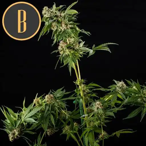 Blimburn Seeds Hanfsamen Mamba Negra Feminisiert