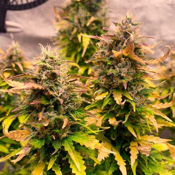 Royal Queen Seeds Seminte de canabis Royal Kush Auto