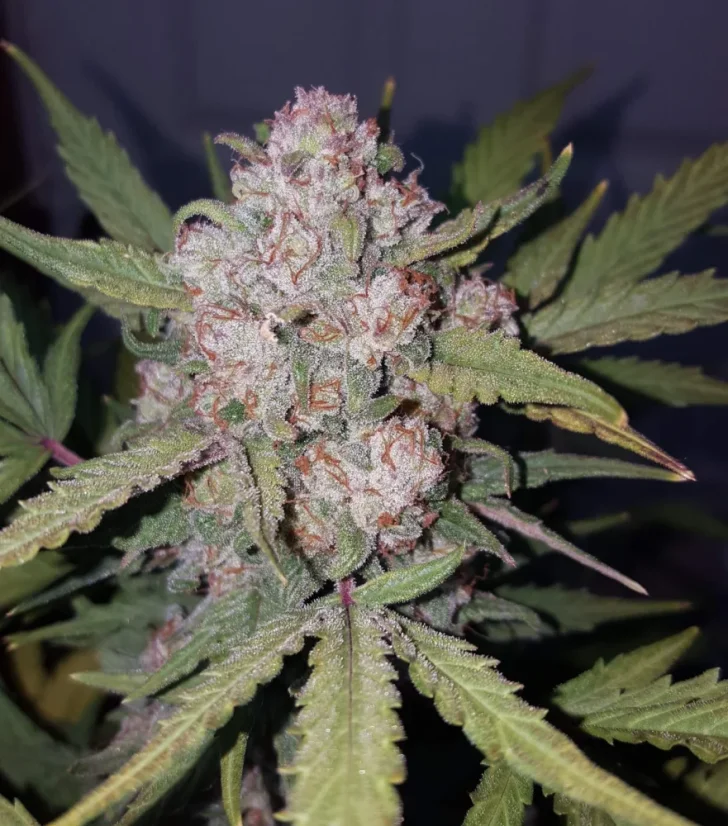 Fast Buds Cannabis Seeds Stardawg Auto