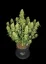 Fast Buds Sjemenke kanabisa Sour Jealousy Auto