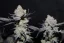 Fast Buds Sjemenke konoplje Tropicana Cookies FF