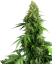 Sensi Seeds Seminte de canabis Honey Melon Kush Automatic feminizate, 3-10 buc