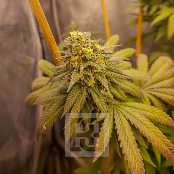 Blimburn Seeds Semena konoplje Grizzly Purple Kush Feminized
