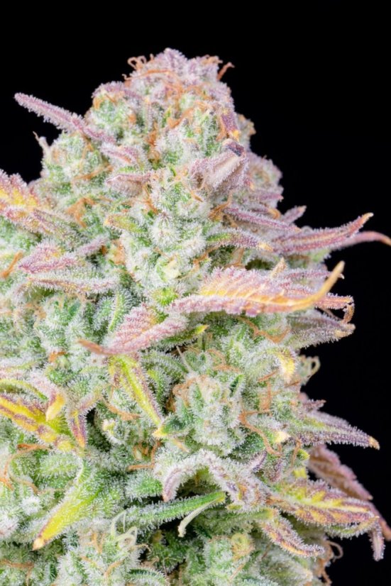Fast Buds Cannabis Seeds Trainwreck Auto