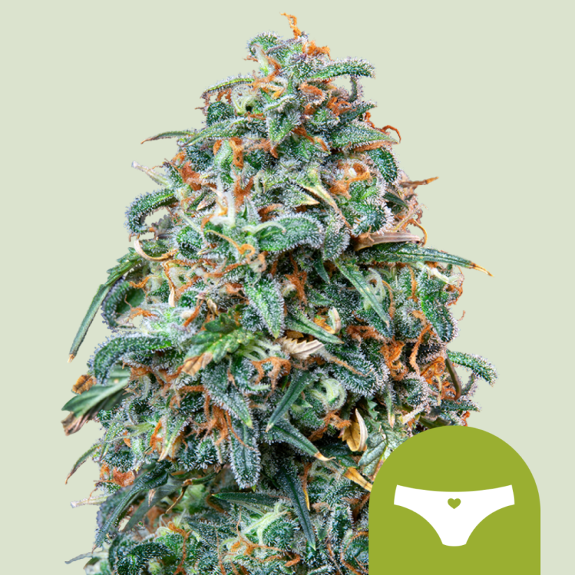 Royal Queen Seeds Seminte de canabis Sherbet Queen Auto