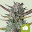 Royal Queen Seeds Semințe de canabis Purple Punch Auto