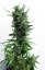 T.H.Seeds™ Seminte de canabis Auto Critical HOG™, pachet 5+1, feminizate