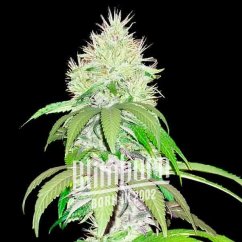 Blimburn Seeds Semi di Cannabis Lambs Bread Femminizzati