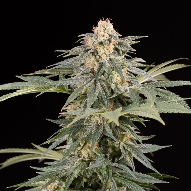 Silent Seeds Seminte de Canabis Lemon Tree Fast By Lemon Tree Feminizate