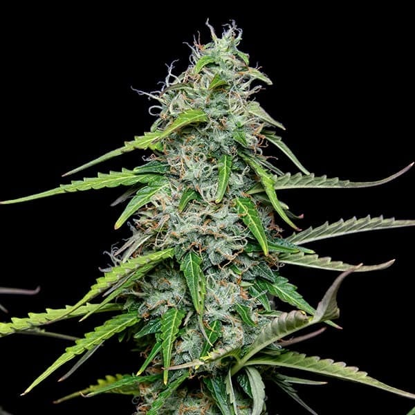 Royal Queen Seeds Seminte de canabis Royal Gorilla Auto