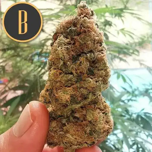 Blimburn Seeds Hanfsamen Mamba Negra Feminisiert