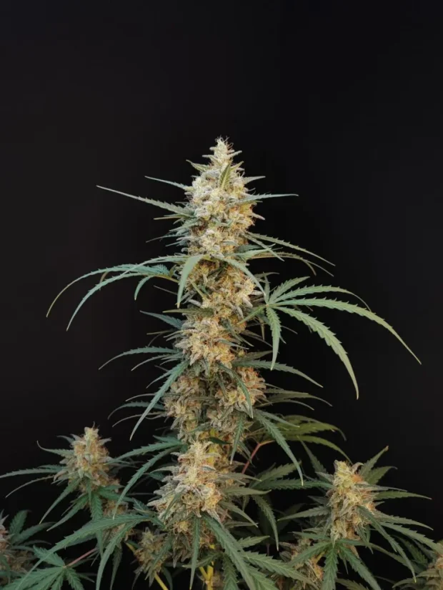 Fast Buds Sjemenke Kanabisa Chemdawg Auto