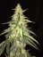 T.H.Seeds™ Cannabis Seeds SAGE™ CBD, 5+1 pakkaus, feminisoitu