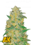 Semințe de Cannabis Fast Buds AK Auto