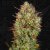 T.H.Seeds™ Cannabis Seeds Auto MK-Ultra™, 5+1 pakkaus, feminisoitu