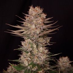 Doctor´s Choice Samen Chronic Fast F1 BX Regulär