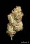 T.H.Seeds™ Semințe de canabis La SAGE™, pachet 5+1, feminizate