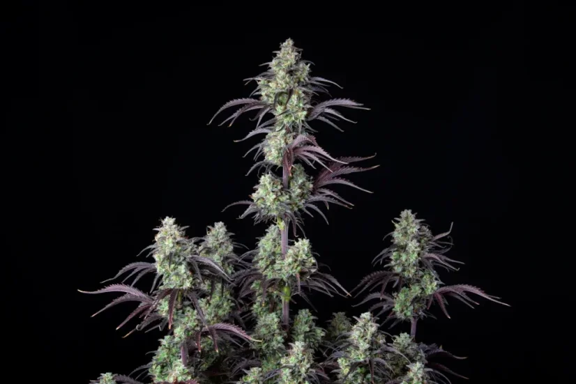 Fast Buds Cannabis Seeds Mimosa Cake Auto