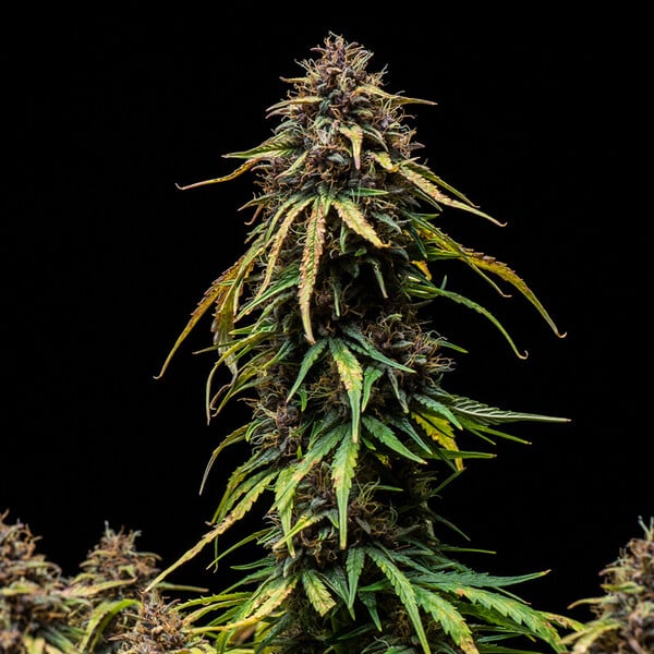 Royal Queen Seeds Seminte de canabis Watermelon Auto