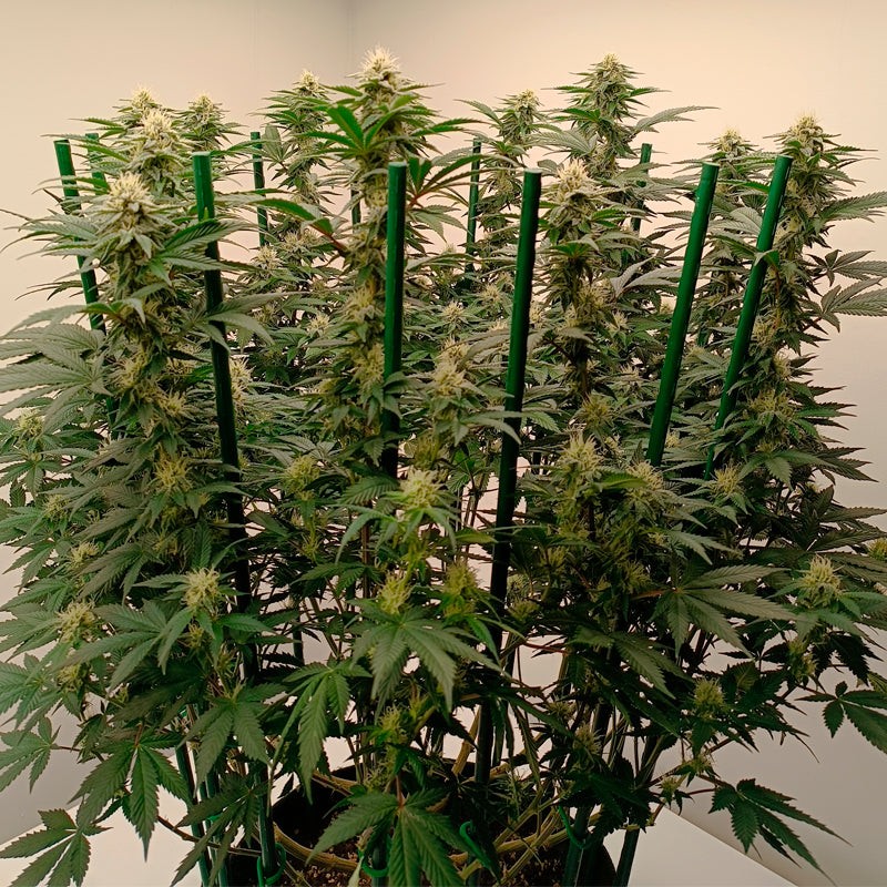 Silent Seeds Seminte exotice de canabis Gorilla Frost feminizate