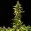 Royal Queen Seeds Seminte de canabis Royal Runtz Auto