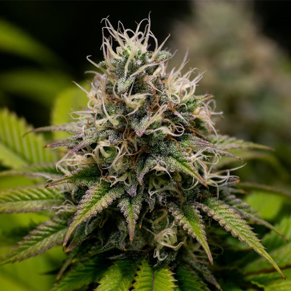 Royal Queen Seeds Seminte de canabis Kali Dog Feminizate