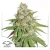 Dutch Passion Kanepiseemned Glueberry OG® Feminized