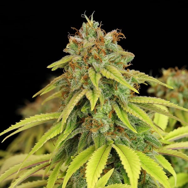 Royal Queen Seeds Graines de cannabis Wedding Crasher féminisée