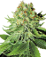 Sensi Seeds Seminte de canabis Northern Lights feminizate automat cu White Label, 3-10 buc.