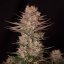 Doctor´s Choice Graines Chronic Fast F1 BX Régulières
