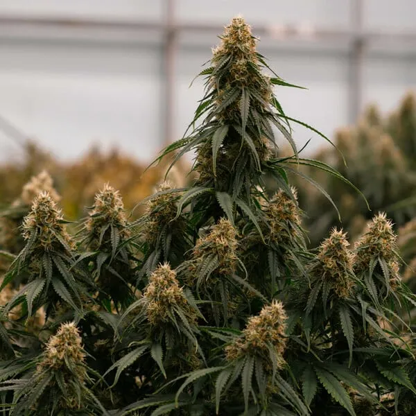 Royal Queen Seeds Semillas de cannabis Gaia F1 Auto