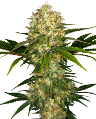 Sensi Seeds Cannabis Seeds Afghani #1 Regular, 10 kos