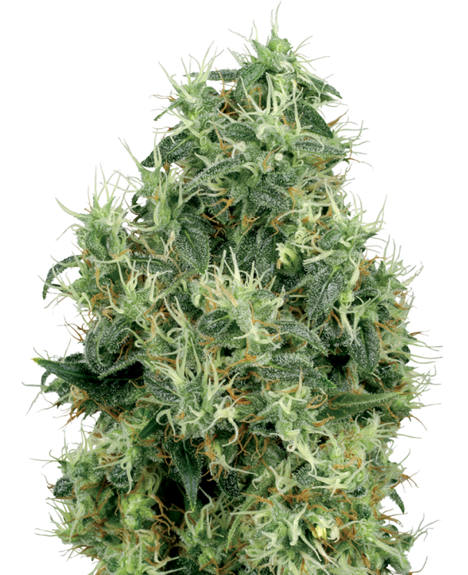 Sensi Seeds Semințe de canabis White Gold feminizate cu White Label, 3-10 buc.
