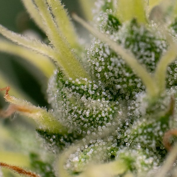 Royal Queen Seeds Seminte de canabis Kali Dog Feminizate