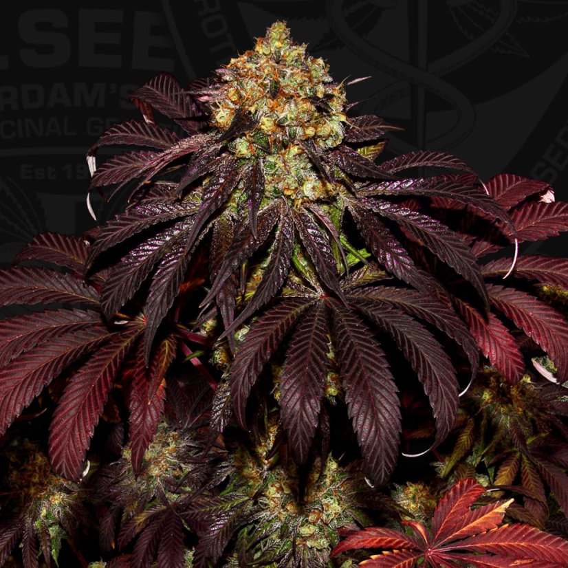 T.H.Seeds™ Cannabis Seeds Stracciatella™, 6+1 specialpakke, feminiseret
