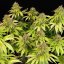 Royal Queen Seeds Graines de cannabis Wedding Crasher féminisée