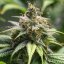 Royal Queen Seeds Seminte de canabis Chocolate Haze feminizate