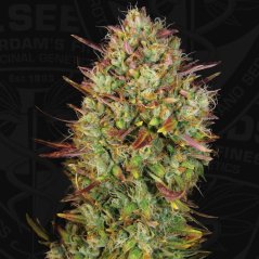 T.H.Seeds™ Насіння коноплі Auto MK-Ultra™, 5+1 упаковка, фемінізоване