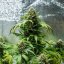 Royal Queen Seeds Seminte de canabis Green Gelato Auto