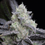 Silent Seeds Seminte de canabis exotice LA Vanilla Cake feminizate