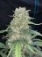 Fast Buds Насіння канабісу Afghan Kush Auto
