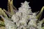 Fast Buds Sjemenke konoplje Gorilla Cookies Auto