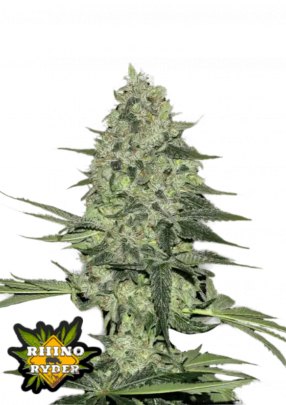 Fast Buds Насіння канабісу Rhino Ryder Auto