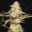 T.H.Seeds™ Cannabis Seeds BubbleBananaGum, 6+1 specialpakke, feminiseret