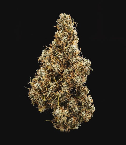 Royal Queen Seeds Seminte de canabis Mimosa Auto