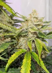 Dutch Passion Насіння коноплі Auto Skywalker Haze® Autoflowering