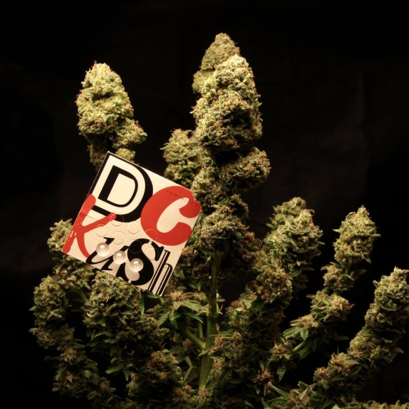 Doctor´s Choice Семена DC Kush Photo Feminized