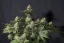 Fast Buds Sjemenke kanabisa Narančasti šerbet FF
